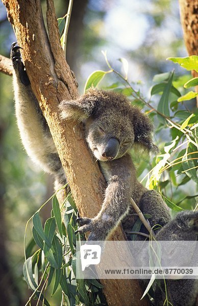Koala und Jungtier auf einem Ast  Magnetic Island  Australien