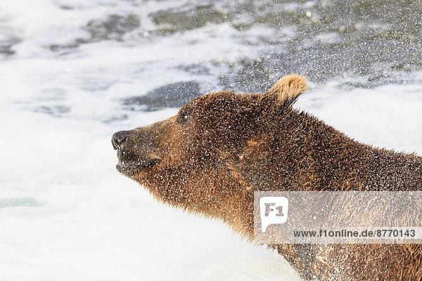 USA  Alaska  Katmai Nationalpark  Braunbär (Ursus arctos) an den Brooks Falls und Schüttelkopf