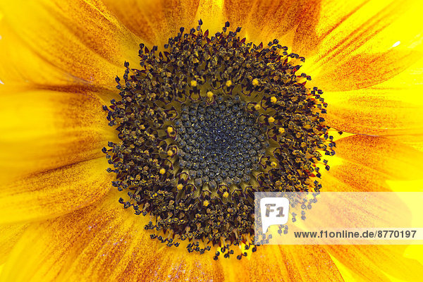 Sonnenblume (Helianthus annuus)  Detail der Blüte  Baden-Württemberg  Deutschland