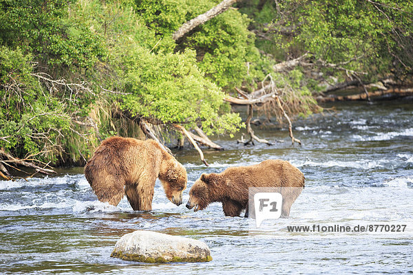 USA,  Alaska,  Katmai Nationalpark,  Braunbären (Ursus arctos) an den Brooks Falls,  Kampf während der Nahrungssuche