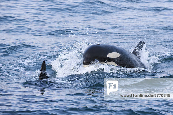 USA  Alaska  Seward  Resurrection Bay  zwei Schwertwale (Orcinus orca)
