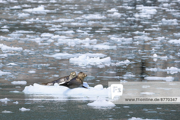 USA  Alaska  Seward  Resurrection Bay  zwei auf einer Eisscholle liegende Seehunde (Phoca vitulina)