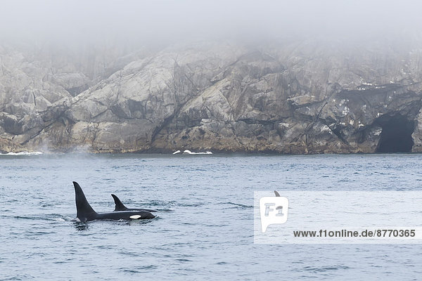 USA  Alaska  Seward  Resurrection Bay  Rückenflossen von drei Schwertwalen (Orcinus orca)