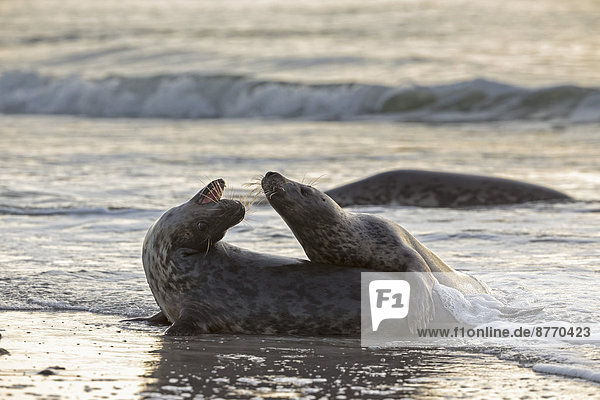 Deutschland  Helgoland  Grey Seals (Halichoerus grypus) beim Spielen