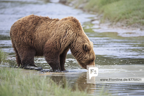 USA  Alaska  Lake Clark Nationalpark und Preserve  Braunbär (Ursus arctos) trinkend