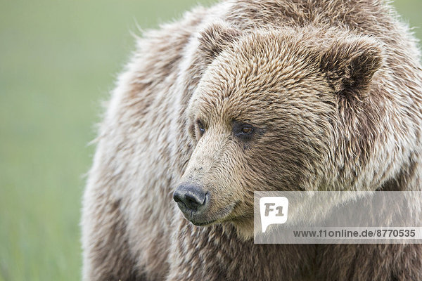 USA  Alaska  Lake Clark Nationalpark und Naturschutzgebiet  Braunbär (Ursus arctos)