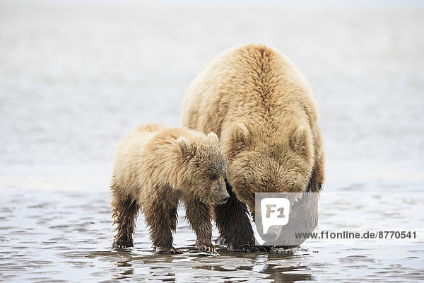 USA  Alaska  Lake Clark National Park and Preserve  Braunbär und Bärenjunges (Ursus arctos)  Muschelsuche