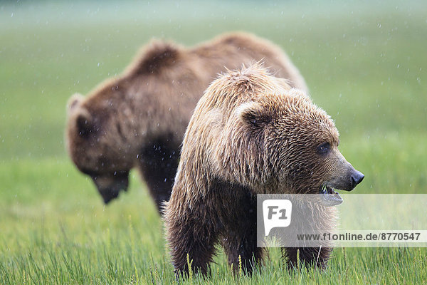 USA  Alaska  Lake Clark Nationalpark und Naturschutzgebiet  Braunbären (Ursus arctos)