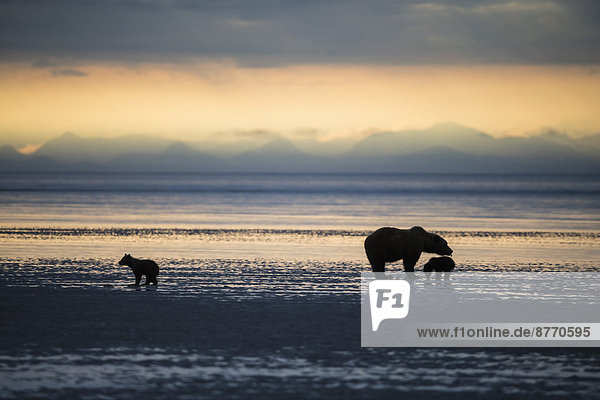 USA Alaska Lake Clark National Park und Preserve Braunbär mit Jungen auf der Suche nach Muscheln im See