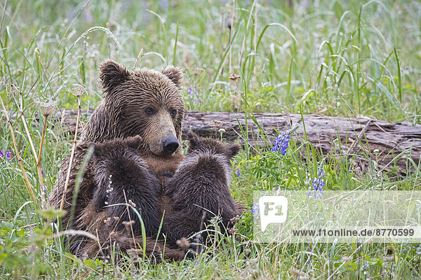 USA  Alaska  Lake Clark National Park and Preserve  Braunbär und Bärenkinder (Ursus arctos)  laktierend