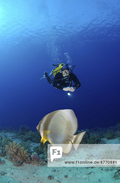 Scuba diver looking at a Teira Batfish (Platax teira)  Ras Muhammad National Park  Sinai Peninsula  Sharm el-Sheikh  Red Sea  Egypt