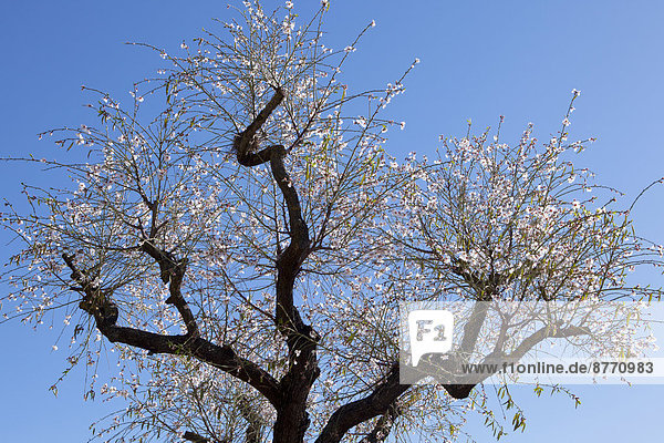 Almond blossom season  blossoming Almond Tree (Prunus dulcis)  Majorca  Balearic Islands  Spain