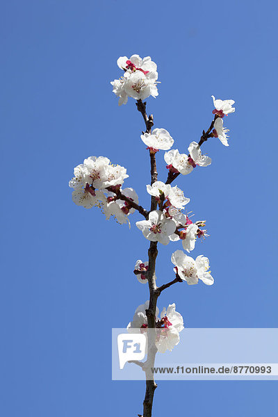 Mandelblüte  Blüten vom Mandelbaum (Prunus dulcis)  Mallorca  Balearen  Spanien