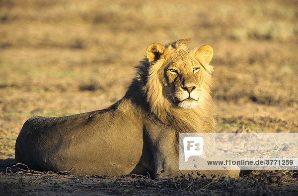 Lion (Panthera leo) in morning light Kgalagadi Transfrontier Park Northern Cape South Africa