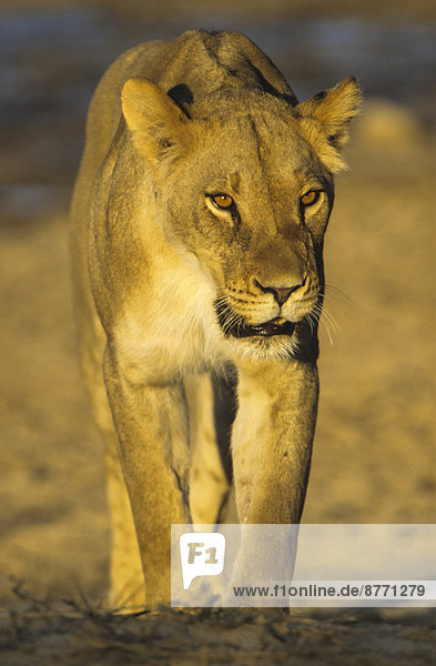 Lioness (Panthera leo) Kgalagadi Transfrontier Park Northern Cape South Africa