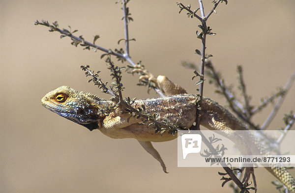 Südliche Felsenagame  Knobel's Agame (Agama atra)  Männchen  Kgalagadi-Transfrontier-Nationalpark  Nordkap  Südafrika