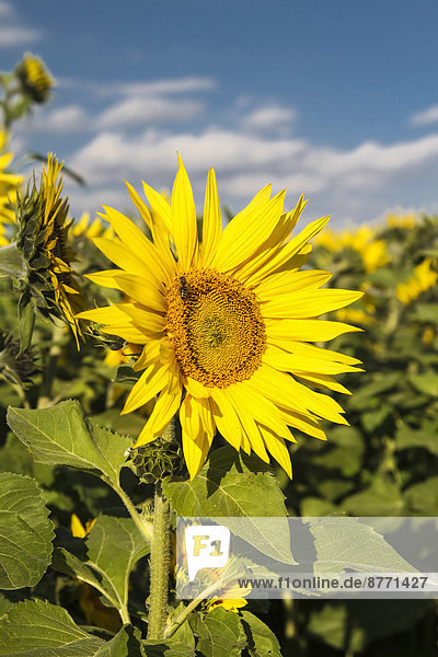 Deutschland  Stuhlingen  Sonnenblumen im Feld