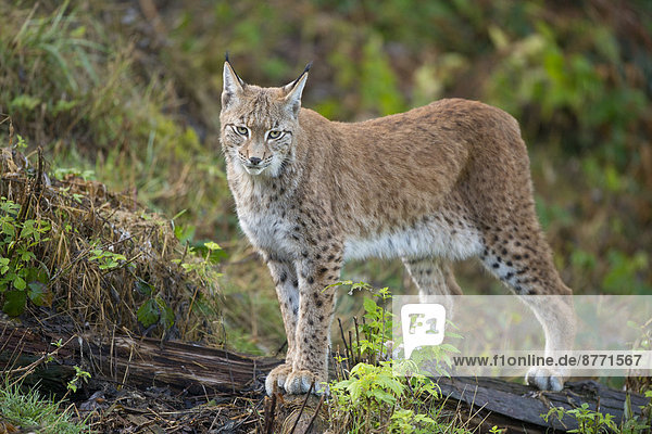 Eurasischer Luchs (Lynx lynx)  captive  Niedersachsen  Deutschland