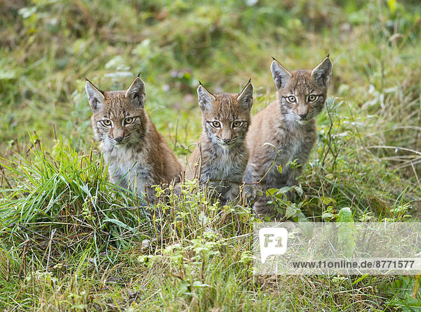 Eurasische Luchse  Nordluchs (Lynx lynx)  Jungtiere  captive  Niedersachsen  Deutschland