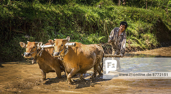 Farmer ploughing a rice paddy with water buffaloes  Tegalalang  Bali  Indonesia