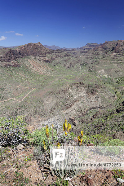 Ausblick vom Mirador de Fataga auf den Barranco de Fataga  Gran Canaria  Kanarische Inseln  Spanien