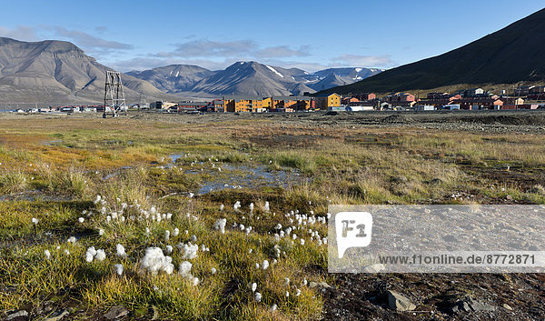 Norwegen Svalbard Spitzbergen Wollgras Longyearbyen