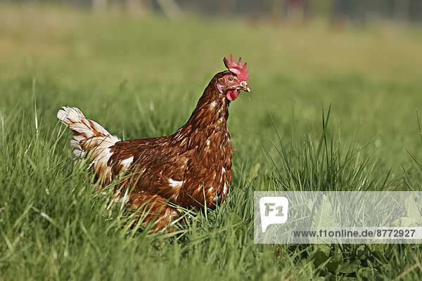 Domestic chicken  brown laying hen  Lohmann Brown-Classic