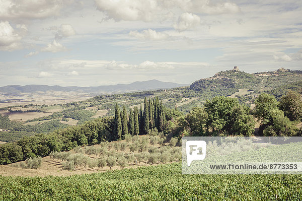 Italien  Toskana  Val d'Orcia  Castiglione d'Orcia  Weinberg und Olivenbäume