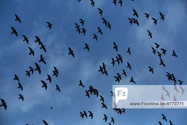 Flock of doves (Columbidae) flying in front of cloudy sky  view from below