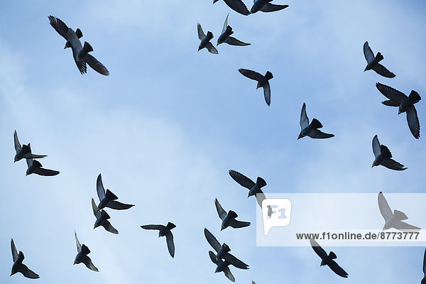Taubenschwarm (Columbidae) fliegt vor blauem Himmel  Blick von unten