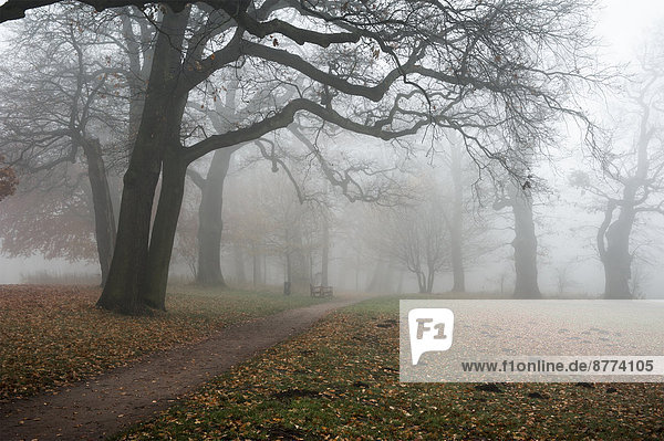 Germany  Hamburg  Jenischpark in fog