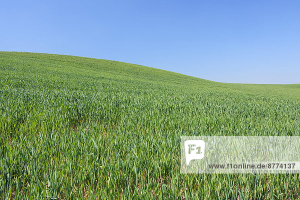 Spanien  Andalusien  Provinz Malaga  Ronda  Blick auf grünes Weizenfeld vor blauem Himmel