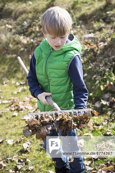 Boy with rake full of autumn foliage
