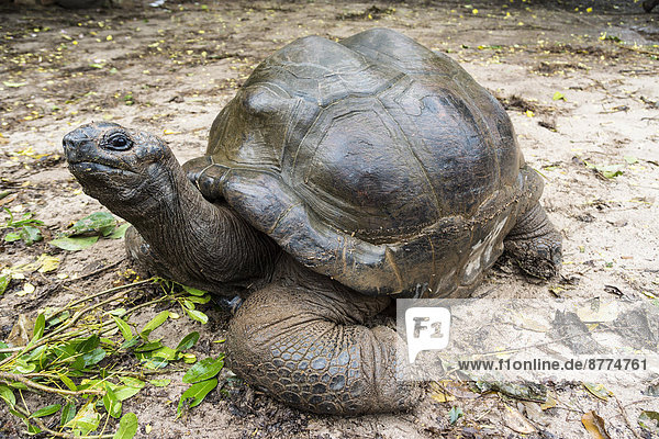 Seychelles  Praslin  Seychelles giant tortoise (Dipsochelys hololissa)