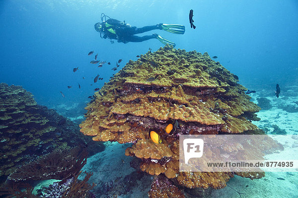 Oman  Fahal Island  Golf von Oman  Taucher mit Goniopora-Koralle vorne
