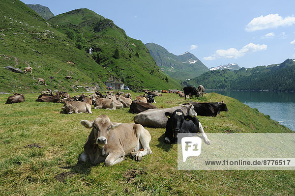 Switzerland  Ticino  Ritom  Piora  lake  cows  lie