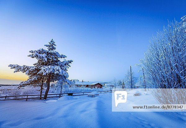 Kälte  bedecken  Baum  extrem  Temperatur  Lappland  Schnee  Schweden