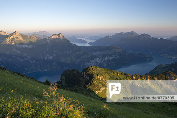 Europa  Sommer  Sonnenaufgang  See  Wiese  Ansicht  Mittelpunkt  Luzern  Schweiz