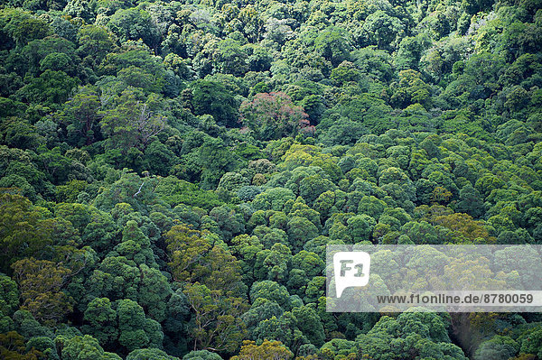 Nationalpark Baum Wald Holz Regenwald Australien Queensland Springbrook