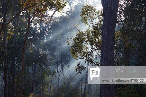 Nationalpark Baum Wald Pflanze Nebel Holz Victoria Australien Eukalyptus