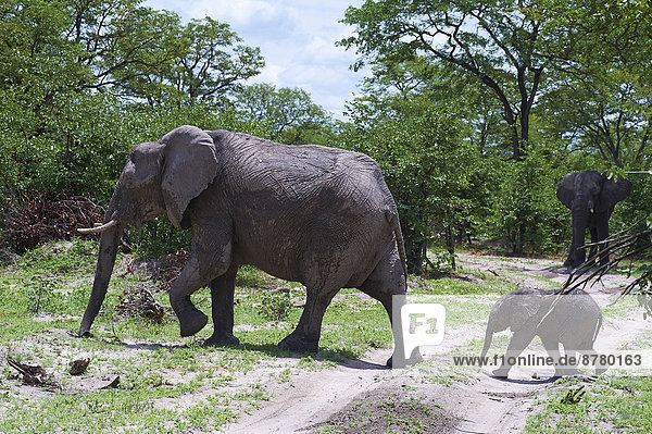 Tier  Elefant  2  Afrika  Botswana