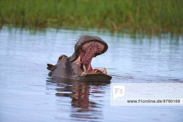 Flusspferd  Hippopotamus amphibius  Tier  fließen  Fluss  Afrika  Botswana