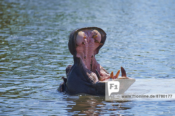 Flusspferd  Hippopotamus amphibius  Tier  Maul  Afrika  Botswana