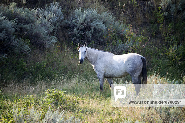 horse  animal  USA  United States  America  wild  meadow  animal