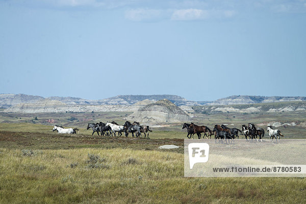 wild horses  Theodore  Roosevelt  National Park  North Dakota  USA  United States  America  horse  wild  prairie  free