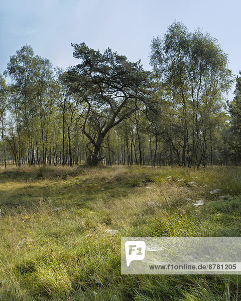 Nationalpark Europa Baum Landschaft Wald Natur Holz Herbst Niederlande Gelderland