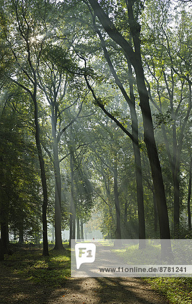 Europa Mensch Menschen Baum Landschaft Gasse Wald Nebel Holz Herbst Sonnenstrahl Niederlande Utrecht