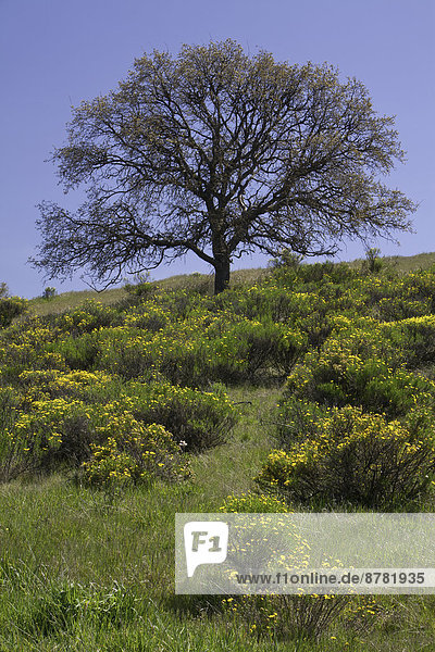 Vereinigte Staaten von Amerika  USA  Hügel  Desorientiert  Wildblume  Eiche  Kalifornien