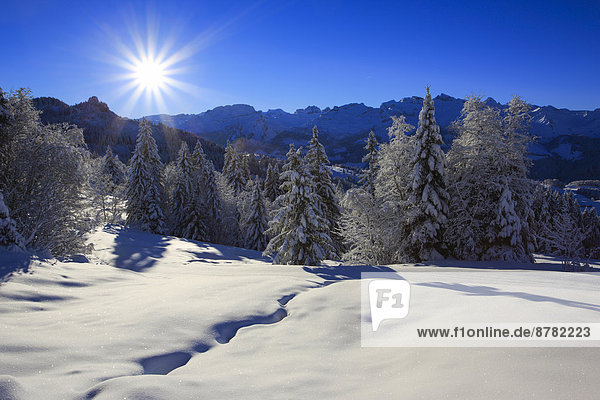 Alps  Alpine panorama  view  mountain  mountains  trees  spruce  spruces  mountains  summits  peaks  cold  Mythen area  panorama  snow  Switzerland  Europe  Swiss Alps  Schwyz  Schwyz Alps  sun  sunrays  fir  firs  fir wood  wood  forest  winter  central Switzerland  alpine  blue  sky  cold  Swiss  star-shaped  snow-covered  snowy