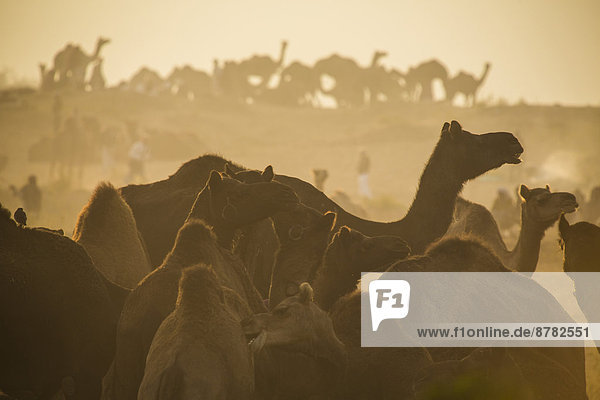 Tier  Kamel  Asien  Indien  Markt  Pushkar  Rajasthan